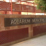 EL ACUARIO MUNICIPAL DE SANTA POLA: UN VIAJE PERSONAL AL CORAZÓN DEL MEDITERRANEO