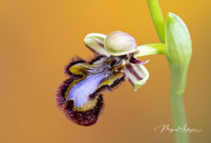 FOTOGRAFIANDO ORQUÍDEAS EN EL PARQUE NATURAL DE LA MATA